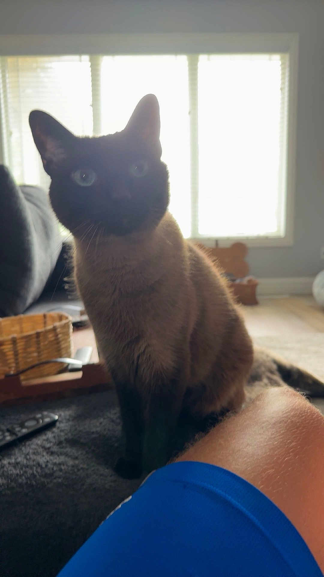 Pickles joined the competition — help win amazing prizes! cat, siamese_cat, indoor, window, person, knee, blue_shorts, carpet, basket, remote_control, furniture, curious, pet, animal, domestic, living_room, light, shadow, home, relaxed