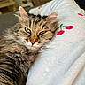 Moumoune participe au concours pour gagner de l'argent avec cette photo : cat, tabby_cat, fluffy, fur, pet, animal, relaxed, cozy, blanket, cherry_pattern, indoor, closeup, whiskers, ears, sleepy_eyes, soft_lighting, comfort, resting, cute, feline