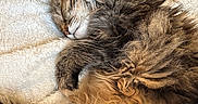Moumoune a rejoint le concours — aidez-le/la à gagner de superbes lots ! cat, sleeping, fluffy, tabby, pet, cozy, blanket, fur, relaxing, indoor, cute, nap, whiskers, soft, tail, paw, feline, resting, comfort, domestic