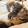 cat, sleeping, fluffy, tabby, pet, cozy, blanket, fur, relaxing, indoor, cute, nap, whiskers, soft, tail, paw, feline, resting, comfort, domestic