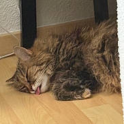 Moumoune a rejoint le concours — aidez-le/la à gagner de superbes lots ! cat, tabby, sleeping, tongue_out, fluffy, floor, wooden_floor, table_leg, indoor, pet, feline, cute, resting, animal, fur, cozy, domestic, quiet, relaxed, sleep