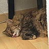 cat, tabby, sleeping, tongue_out, fluffy, floor, wooden_floor, table_leg, indoor, pet, feline, cute, resting, animal, fur, cozy, domestic, quiet, relaxed, sleep