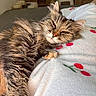 Moumoune participe au concours pour gagner de l'argent avec cette photo : cat, tabby, fluffy, sleepy, blanket, cherry_pattern, indoor, pet, feline, resting, cozy, fur, relaxed, closeup, comfort, animal, cute, whiskers, ear, paw