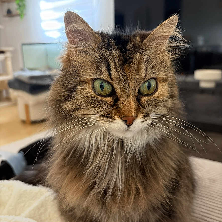 Moumoune a rejoint le concours — aidez-le/la à gagner de superbes lots ! cat, fluffy, green_eyes, indoor, living_room, blanket, fur, pet, domestic_animal, cozy, furniture, television, window, curtains, couch, home, cute, animal, portrait, whiskers