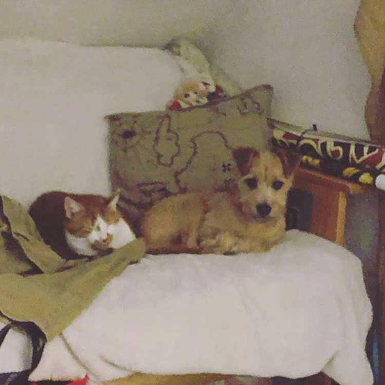 Bowie is registered to the contest to win money with this photo: bed, canidae, carnivore, couch, cushion, dog, dog_breed, fox_terrier, furniture, laika, pillow, puppy, teddy_roosevelt_terrier