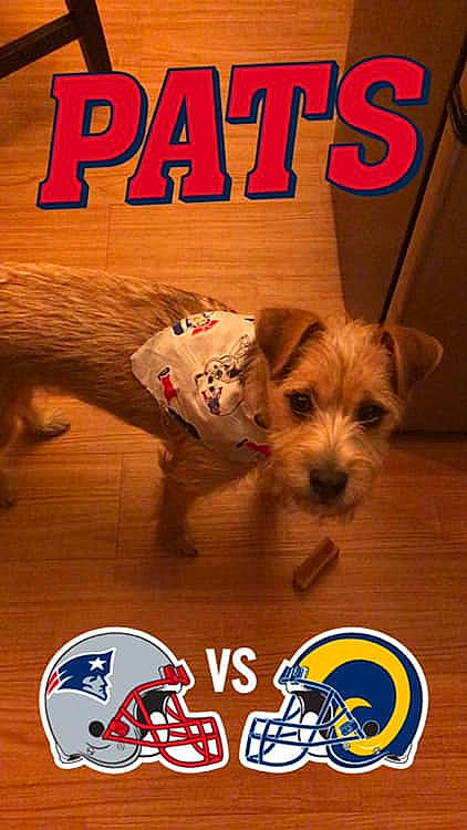 Bowie is registered to the contest to win money with this photo: canidae, carnivore, companion_dog, dog, dog_breed, miniature_schnauzer, paw, photo_caption, puppy, rare_breed_dog, schnauzer