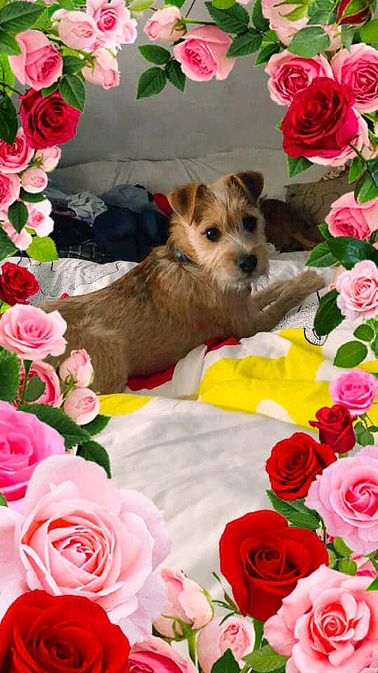 Bowie is registered to the contest to win money with this photo: canidae, carnivore, chihuahua, companion_dog, dog, dog_breed, flower, mammal, morkie, petal, pink, plant, puppy, puppy_love, rose, rose_family, terrier, toy_dog, vertebrate, yorkshire_terrier