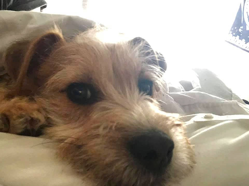 Bowie joined the competition — help win amazing prizes! australian_terrier, biewer_terrier, canidae, carnivore, companion_dog, dog, dog_breed, ear, fox_terrier, mammal, morkie, norfolk_terrier, puppy, puppy_love, rare_breed_dog, schnoodle, small_terrier, snout, sporting_lucas_terrier, terrier