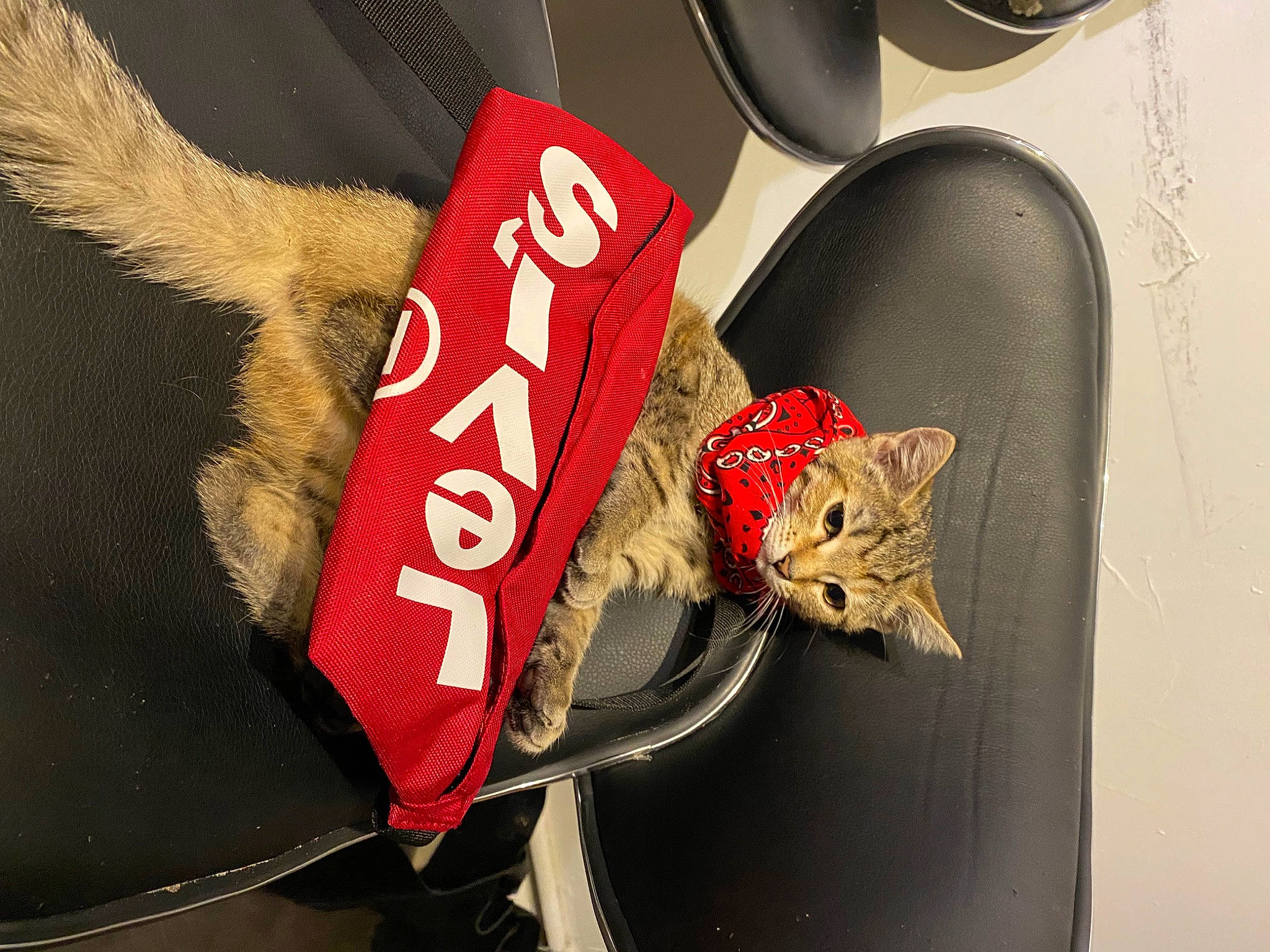 Anastasia a rejoint le concours — aidez-le/la à gagner de superbes lots ! auto_part, automotive_lighting, carmine, carnivore, cat, domestic_short_haired_cat, emblem, fashion_accessory, felidae, font, fur, logo, metal, personal_protective_equipment, small_to_medium_sized_cats, whiskers
