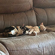 Mo Cheese is registered to the contest to win money with this photo: cat, cats, calico_cat, orange_tabby, sleeping, couch, furniture, pet, animal, indoor, resting, cozy, collar, two_animals, fur, cute, domestic_cat, nap, companion, relaxation