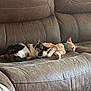 cat, cats, calico_cat, orange_tabby, sleeping, couch, furniture, pet, animal, indoor, resting, cozy, collar, two_animals, fur, cute, domestic_cat, nap, companion, relaxation