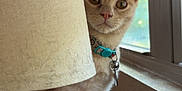 Mo Cheese joined the competition — help win amazing prizes! cat, orange_tabby, lamp, lampshade, window, blinds, collar, bell, curious, pet, indoor, wooden_surface, feline, animal, domestic, side_view, sitting, close_up, natural_light, houseplant