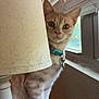 cat, orange_tabby, lamp, lampshade, window, blinds, collar, bell, curious, pet, indoor, wooden_surface, feline, animal, domestic, side_view, sitting, close_up, natural_light, houseplant