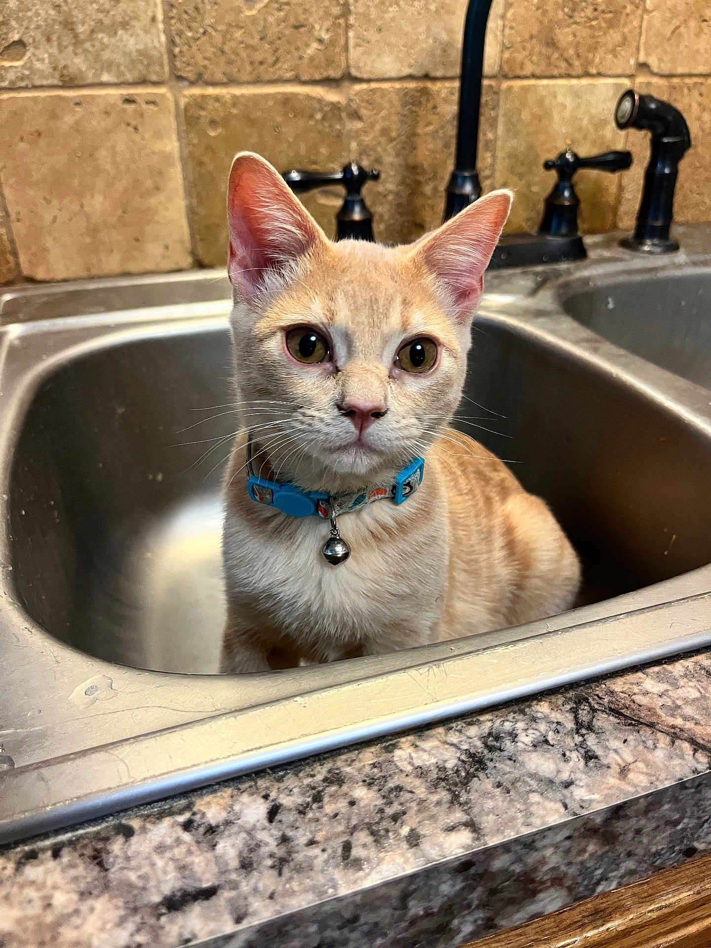 Mo Cheese is registered to the contest to win money with this photo: cat, kitten, sink, kitchen, collar, bell, countertop, tile, curious, pet, domestic_animal, fur, whiskers, ears, face, indoor, closeup, animal, cute, young
