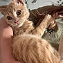 Mo Cheese is registered to the contest to win money with this photo: kitten, cat, orange_tabby, pet, feline, close_up, indoor, person, holding, arm, fur, eyes, whiskers, decor, string_lights, plant, green_shirt, cuddle, cute, curious