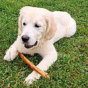 Kira participe au concours pour gagner de l'argent avec cette photo : dog, puppy, golden_retriever, grass, stick, outdoor, pet, animal, young, cute, playful, canine, nature, fur, lying_down, adorable, white, happy, muzzle, ears