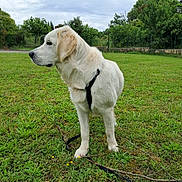Kira participe au concours pour gagner de l'argent avec cette photo : animal, canine, cloudy_sky, daytime, dog, field, fur, grass, greenery, harness, leash, mammal, nature, outdoor, park, pet, side_view, standing, tree, white_dog