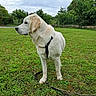 animal, canine, cloudy_sky, daytime, dog, field, fur, grass, greenery, harness, leash, mammal, nature, outdoor, park, pet, side_view, standing, tree, white_dog