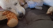 Kira a rejoint le concours — aidez-le/la à gagner de superbes lots ! animal, closeup, comfort, cozy, cushion, cute, dog, fur, giraffe_pattern, golden_retriever, indoor, napping, pet, plush_toy, relaxed, resting, rope_toy, sleeping, snuggling, soft