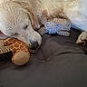 Kira a rejoint le concours — aidez-le/la à gagner de superbes lots ! animal, closeup, comfort, cozy, cushion, cute, dog, fur, giraffe_pattern, golden_retriever, indoor, napping, pet, plush_toy, relaxed, resting, rope_toy, sleeping, snuggling, soft
