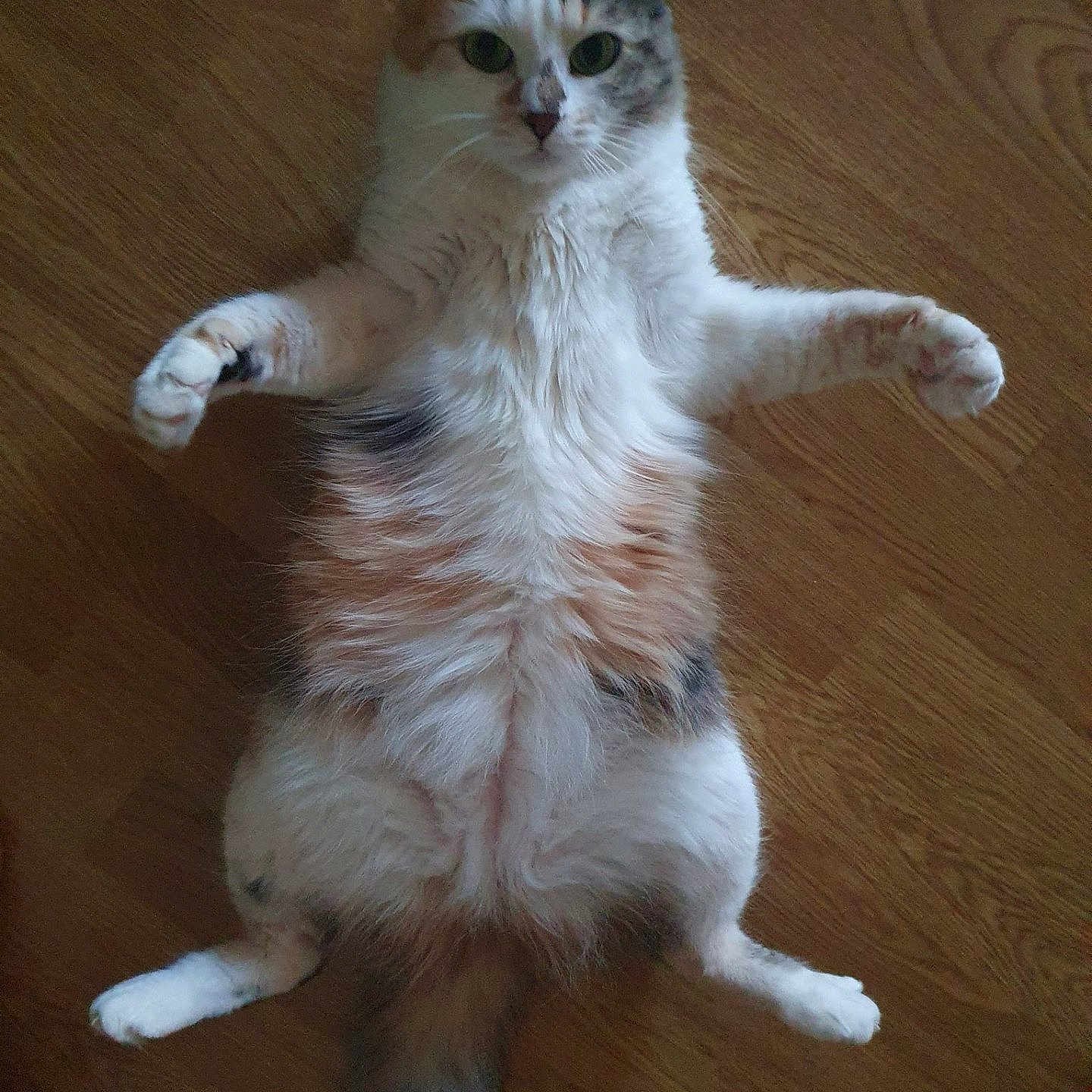 Caline a rejoint le concours — aidez-le/la à gagner de superbes lots ! cat, calico, fluffy, lying_down, wooden_floor, pet, animal, domestic_animal, fur, whiskers, paws, tail, cute, relaxed, indoor, mammal, playful, resting, four_legs, curious