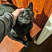Toast is registered to the contest to win money with this photo: animal, black_cat, cat, close_up, curious, domestic_cat, feline, fur, gray_sleeve, hand, human_hand, indoor, looking_up, paws, pet, shadow, whiskers, wide_eyes, wooden_surface, wooden_wall