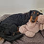 Tango participe au concours pour gagner de l'argent avec cette photo : dog, long_hair, black_and_tan, stuffed_animal, plush_toy, dog_bed, cozy, resting, nap, indoor, wall_socket, couch, pet, animal, cute, relaxed, fur, companion, sleeping, comfort