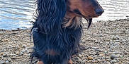 Tango a rejoint le concours — aidez-le/la à gagner de superbes lots ! dog, dachshund, long_hair, lake, water, rocks, outdoor, nature, sky, clouds, animal, pet, canine, ground, landscape, side_view, calm, scenic, daytime, quiet