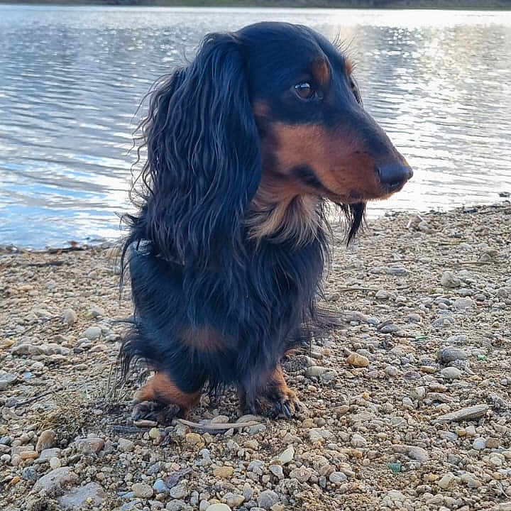 Tango a rejoint le concours — aidez-le/la à gagner de superbes lots ! animal, calm, canine, clouds, dachshund, daytime, dog, ground, lake, landscape, long_hair, nature, outdoor, pet, quiet, rocks, scenic, side_view, sky, water