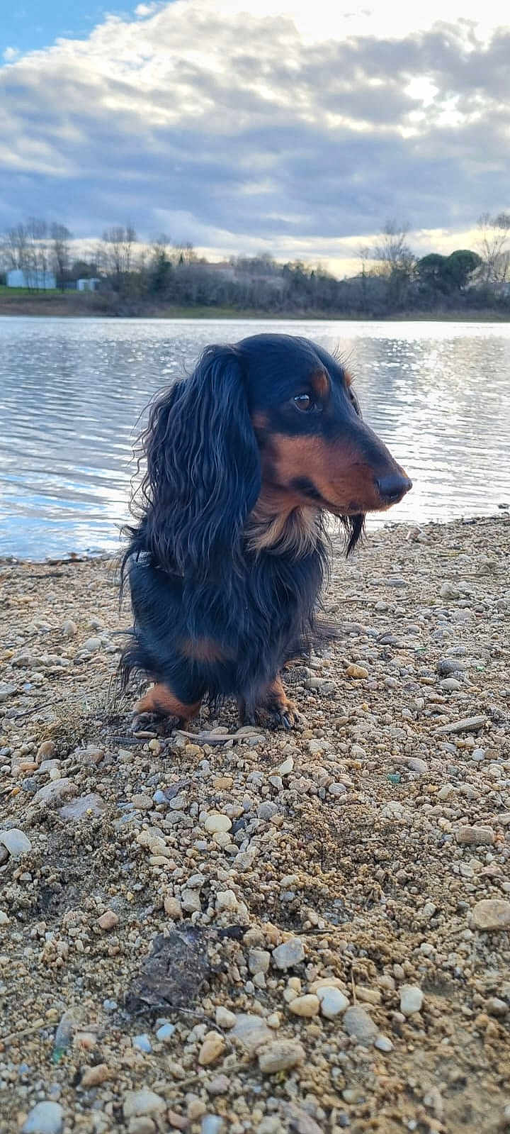 Tango a rejoint le concours — aidez-le/la à gagner de superbes lots ! dog, dachshund, long_hair, lake, water, rocks, outdoor, nature, sky, clouds, animal, pet, canine, ground, landscape, side_view, calm, scenic, daytime, quiet