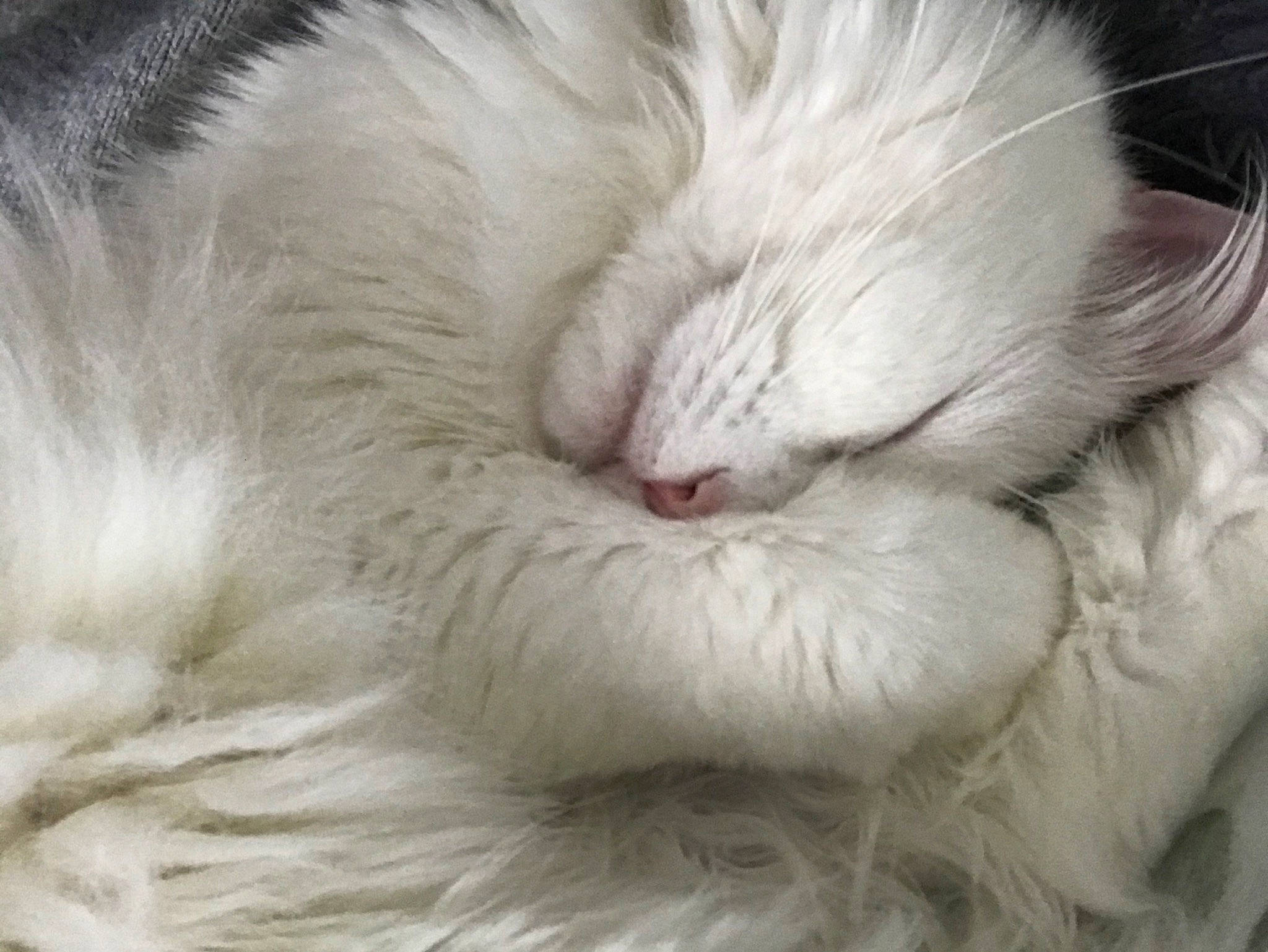 Nala a rejoint le concours — aidez-le/la à gagner de superbes lots ! carnivore, cat, claw, close_up, domestic_long_haired_cat, ear, felidae, fur, nap, nose, paw, ragdoll, sleep, small_to_medium_sized_cats, snout, turkish_angora, whiskers