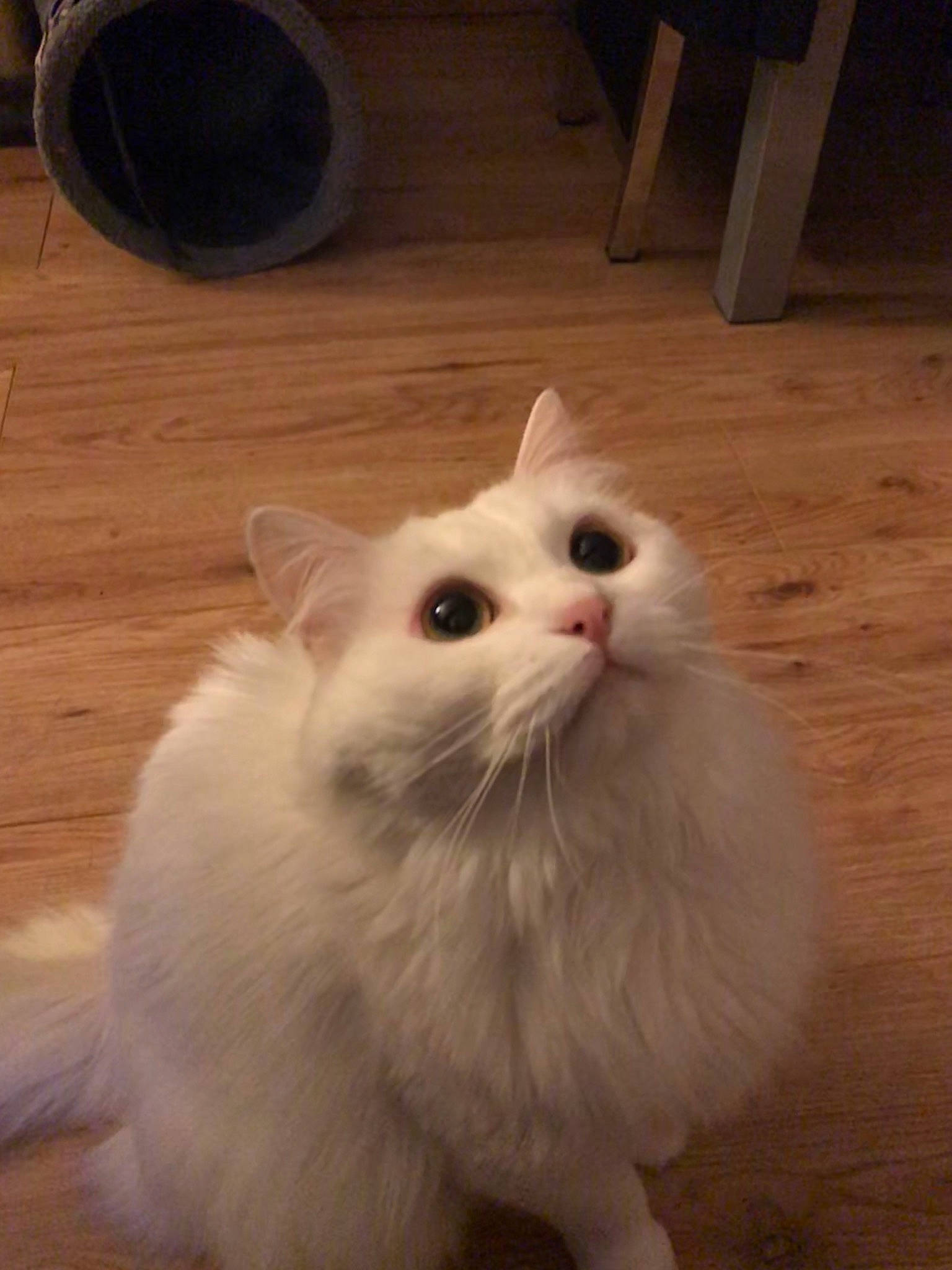 Nala participe au concours pour gagner de l'argent avec cette photo : american_curl, asian_semi_longhair, carnivore, cat, domestic_long_haired_cat, eye, felidae, fur, khao_manee, kitten, mammal, norwegian_forest_cat, persian, ragamuffin, ragdoll, small_to_medium_sized_cats, turkish_angora, turkish_van, vertebrate, whiskers