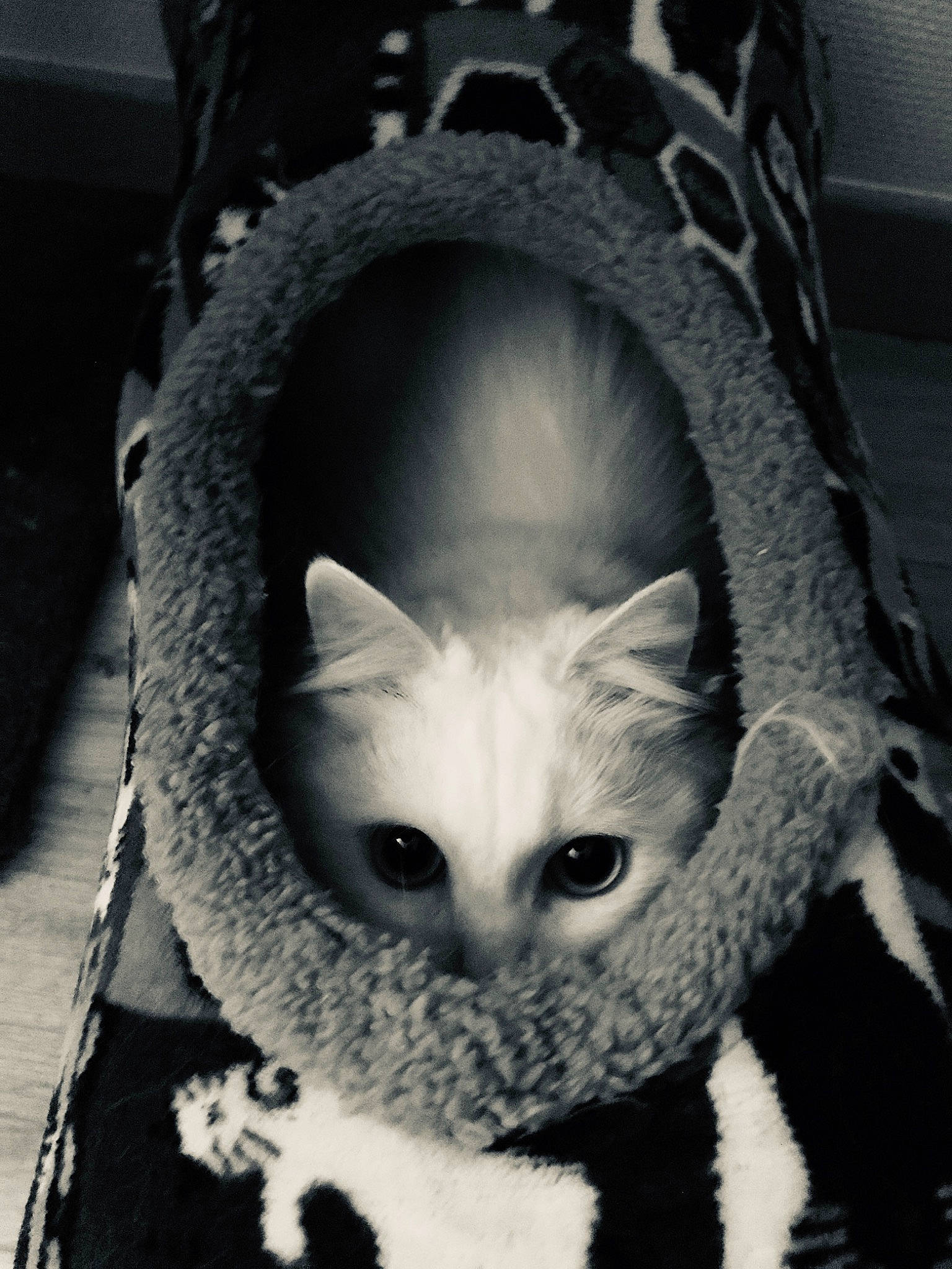 Nala a rejoint le concours — aidez-le/la à gagner de superbes lots ! american_shorthair, asian, black, black_and_white, carnivore, cat, domestic_short_haired_cat, european_shorthair, eye, felidae, fur, german_rex, kitten, mammal, monochrome, monochrome_photography, photography, small_to_medium_sized_cats, snout, whiskers