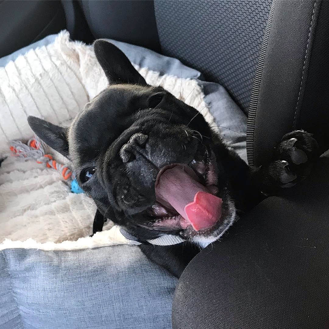 Oslo participe au concours pour gagner de l'argent avec cette photo : boston_terrier, canidae, carnivore, companion_dog, dog, dog_breed, fawn, french_bulldog, non_sporting_group, puppy, snout, sporting_group