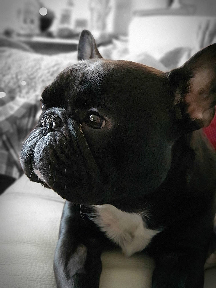 Oslo a rejoint le concours — aidez-le/la à gagner de superbes lots ! bulldog, canidae, carnivore, companion_dog, dog, dog_breed, fawn, french_bulldog, mammal, molosser, non_sporting_group, puppy, rare_breed_dog, snout, toy_bulldog, vertebrate, whiskers