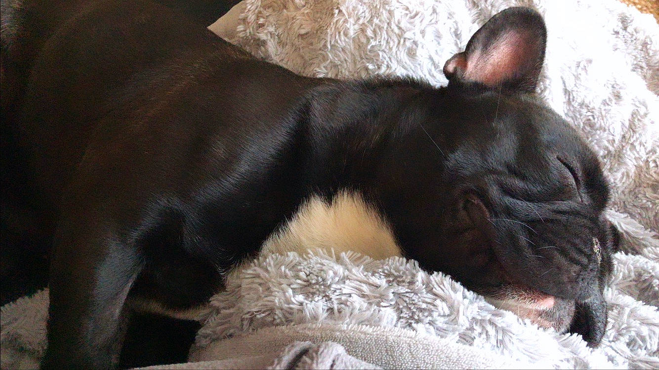 Oslo participe au concours pour gagner de l'argent avec cette photo : canidae, carnivore, companion_dog, dog, dog_breed, ear, fawn, french_bulldog, mammal, non_sporting_group, snout, sporting_group, vertebrate