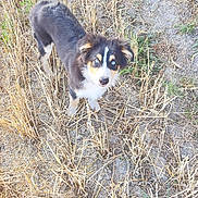 Aston participe au concours pour gagner de l'argent avec cette photo : animal, black, blue_eyes, brown, curious, dog, dry_grass, ears, field, fur, grass, ground, looking_up, nature, outdoor, pet, puppy, standing, white, young_dog