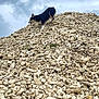 Aston a rejoint le concours — aidez-le/la à gagner de superbes lots ! adventure, animal, black_and_tan, climbing, cloudy_sky, daylight, dog, ears, fur, ground, landscape, legs, nature, outdoor, overcast, pet, rock_pile, snout, steep, terrain