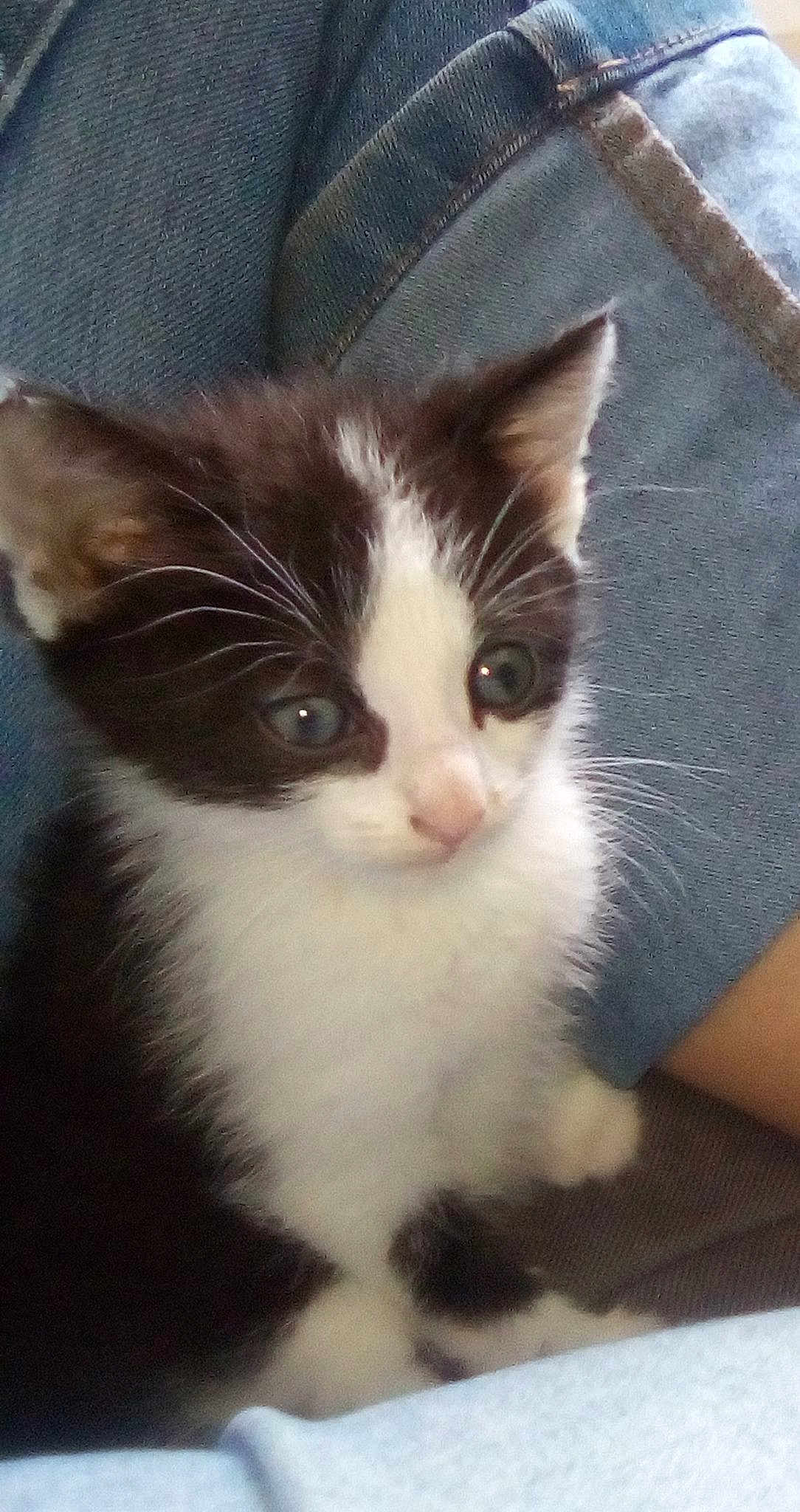 Simba