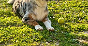 Ava a rejoint le concours — aidez-le/la à gagner de superbes lots ! animal, australian_shepherd, canine, dog, field, flower, fur, grass, greenery, mammal, nature, outdoor, paw, pet, playful, resting, spotting, summer, sunlight, tennis_ball