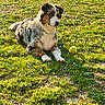 Ava a rejoint le concours — aidez-le/la à gagner de superbes lots ! dog, australian_shepherd, grass, tennis_ball, outdoor, sunlight, flower, pet, animal, playful, nature, greenery, canine, resting, summer, field, fur, mammal, spotting, paw