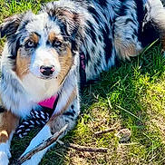 Ava a rejoint le concours — aidez-le/la à gagner de superbes lots ! dog, australian_shepherd, grass, stick, outdoor, pet, animal, playful, fur, blue_eyes, harness, canine, nature, sunlight, lying_down, toy, black_white, merle_coat, paw, closeup