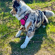 Ava a rejoint le concours — aidez-le/la à gagner de superbes lots ! active, animal, canine, curious, daylight, dog, fur, grass, greenery, harness, mammal, nature, outdoor, pet, playful, shadow, side_view, sunlight, toy, walking