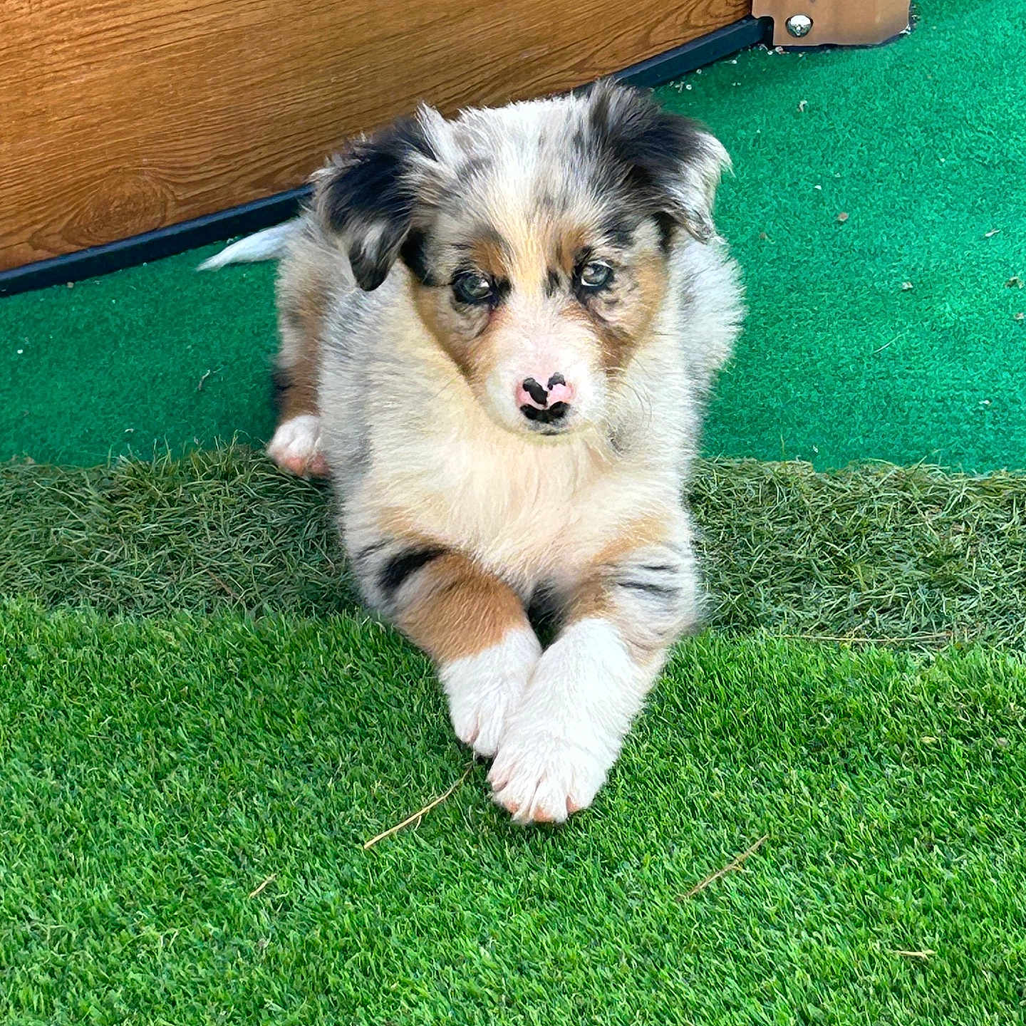 Ava participe au concours pour gagner de l'argent avec cette photo : adorable, animal, cute, dog, ears, face, fluffy, front_paws, fur, grass, green_turf, lying_down, nature, outdoor, pet, puppy, resting, small, wooden_fence, young