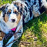 dog, australian_shepherd, merle_coat, grass, outdoor, stick, pet, canine, lying_down, animal, nature, sunlight, fur, ears, eyes, collar, playful, resting, daylight, muzzle