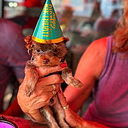 Elliott is registered to the contest to win money with this photo: puppy, birthday_hat, small_dog, person, hand, rings, nails, table, indoor, celebration, party, toy, colorful, blurred_background, furniture, pet, cute, animal, holding, closeup