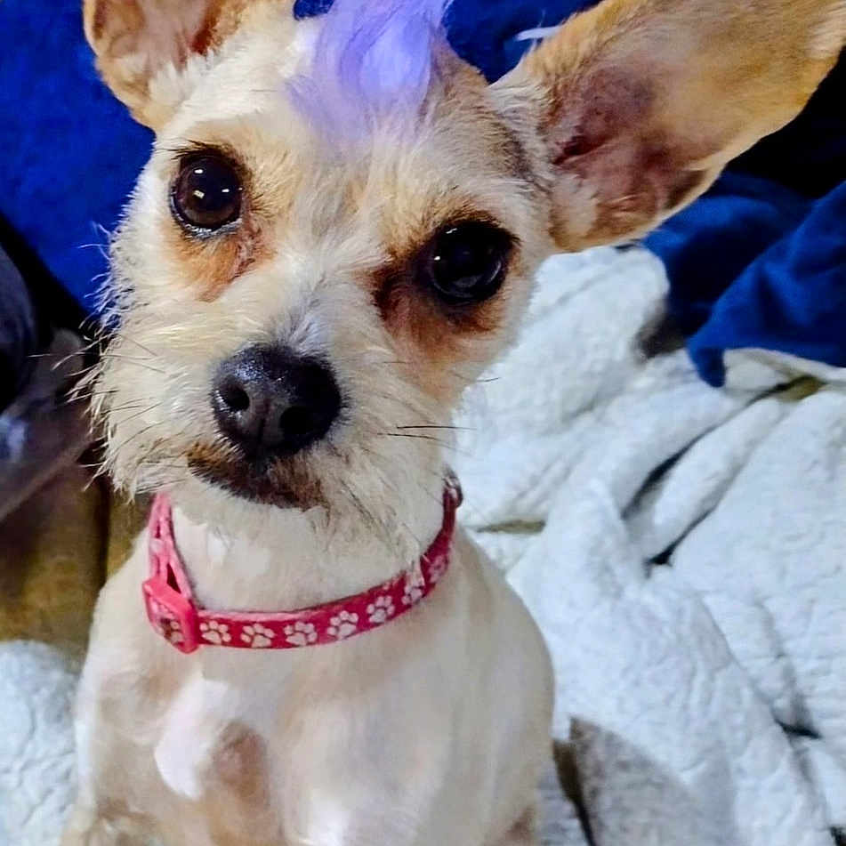George is registered to the contest to win money with this photo: accessories, animal, canine, chihuahua, cockerspaniel, cushion, dog, face, head, homedecor, linen, papillon, pet, poodle, puppy, purple, rock, strap, terrier, whitedog