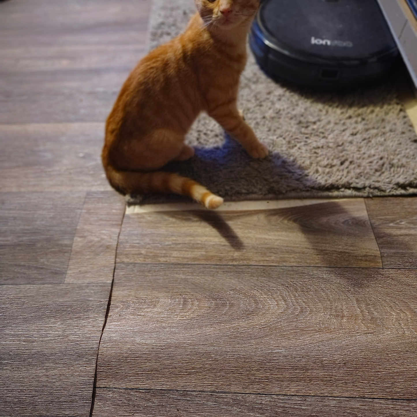 Cheez-It joined the competition — help win amazing prizes! animal, carpet, cat, cleaning_robot, curious, domestic_cat, ears, feline, floor, fur, home, indoor, looking, orange_tabby, pet, robot_vacuum, tail, technology, whiskers, wood_floor