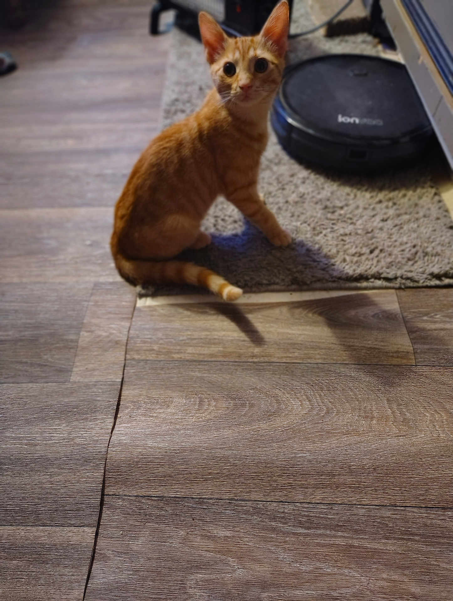 Cheez-It joined the competition — help win amazing prizes! cat, orange_tabby, pet, indoor, floor, carpet, robot_vacuum, home, curious, animal, feline, domestic_cat, fur, whiskers, ears, tail, wood_floor, technology, cleaning_robot, looking