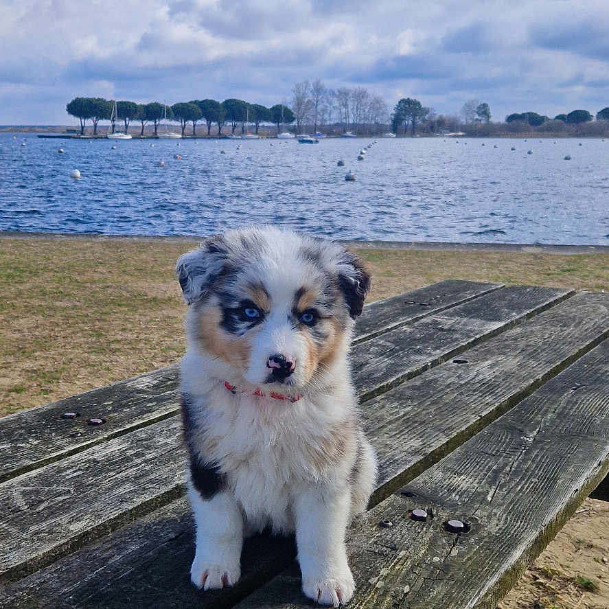 Abby a rejoint le concours — aidez-le/la à gagner de superbes lots ! animal, bench, boardwalk, boat, bridge, canine, dog, eskimodog, furniture, husky, outdoors, person, pet, pier, puppy, transportation, vehicle, water, waterfront, wood